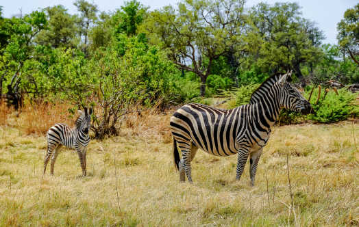 Ein junges Zebra folgt seiner Mutter in der Savanne des Nxai-Pan-Nationalparks, Botsuana.
