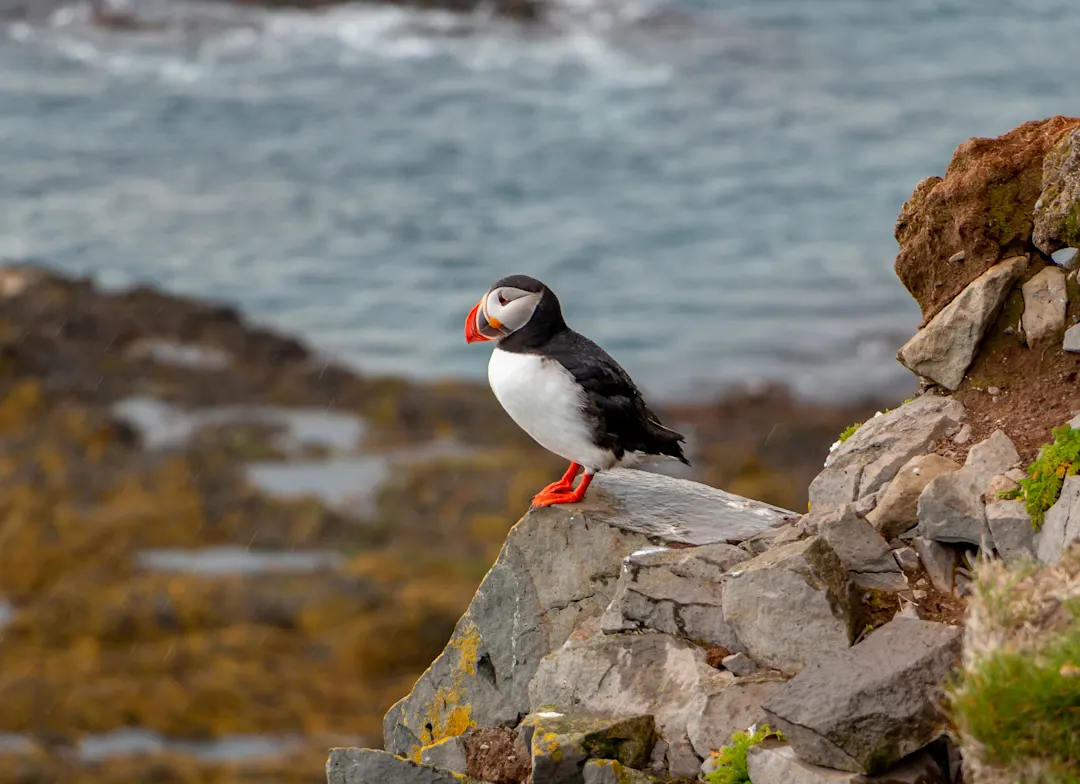 Ein Papageientaucher auf einer Klippe in Látrabjarg mit Blick auf den Atlantischen Ozean, Westfjorde, Island.
