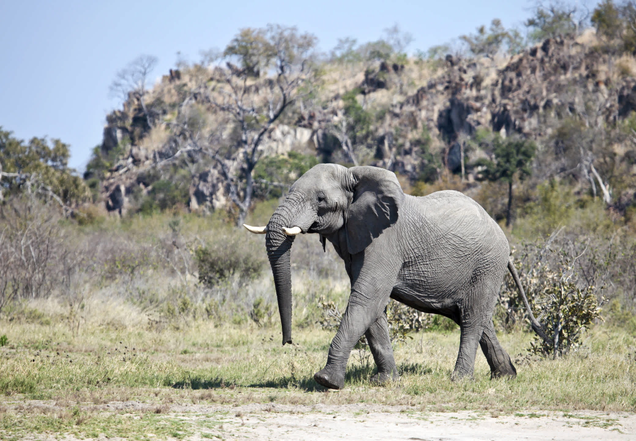 Un éléphant dans le parc national de Chobe, Botswana