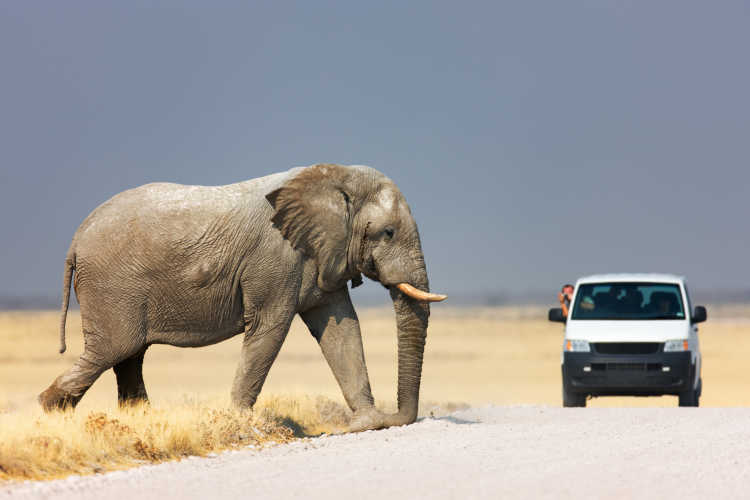 Toerist die uit zijn voertuig leunt om een enorme olifant te fotograferen die over de weg loopt; Etosha