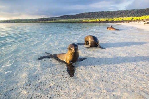 Galapagos sea lions at the beach of Sante Fe island, Galapagos Islands in the Pacific Ocean. 