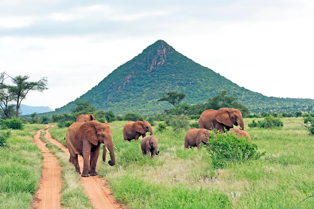 Eine Elefantenherde im Samburu National Reserve, Kenia, Afrika.