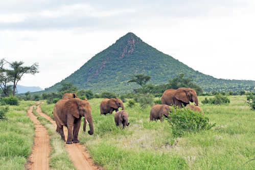 Un troupeau d'éléphants dans la réserve nationale de Samburu, Kenya, Afrique.