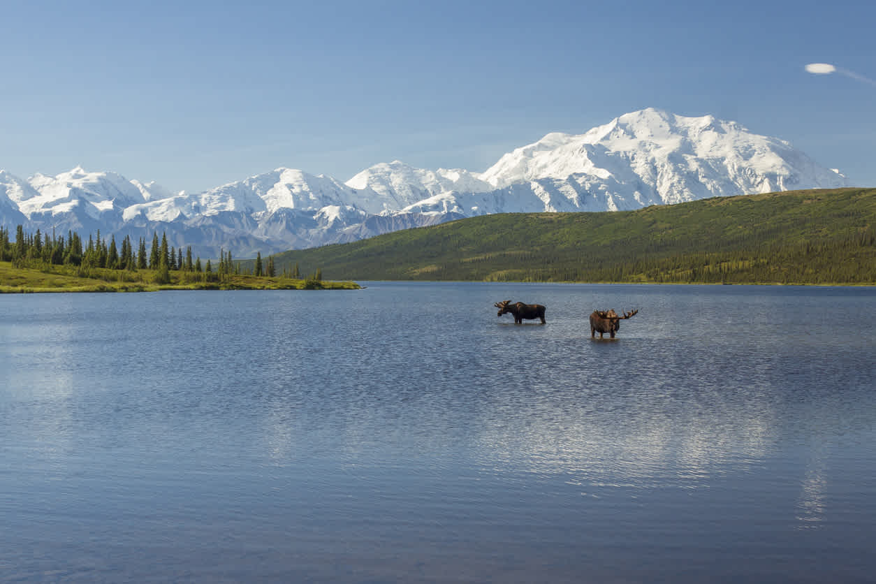 Elche im Denali National Park in Alaska