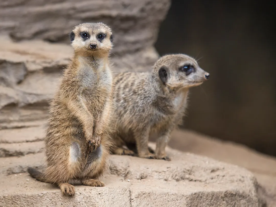 Afrika Südafrika Oudthoorn Meerkat Adventures Erleben Sie Erdmännchen in freier Wildbahn im Naturschutzgebiet von Oudtshoorn