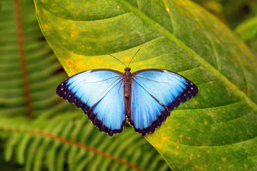 Blue Morpho, Mindo, Ecuador