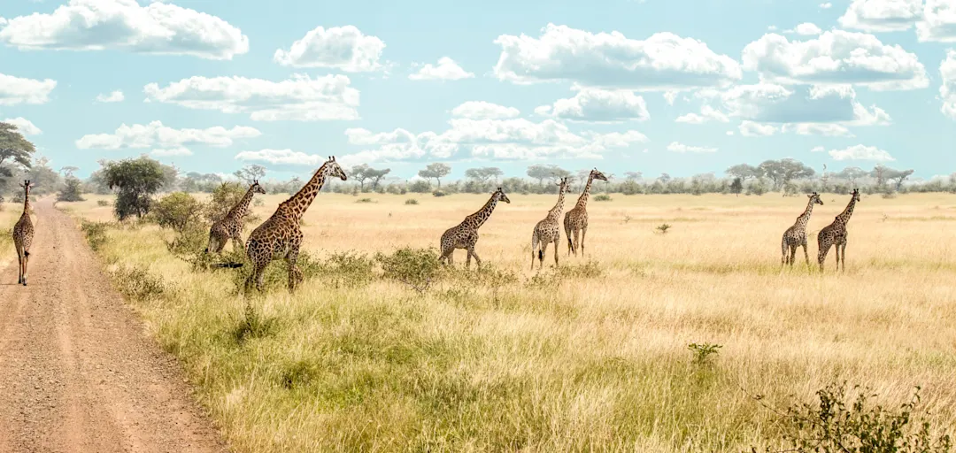 Giraffenherde in der Savanne auf einer roten Schotterstraße. Arusha, Arusha-Region, Tansania.