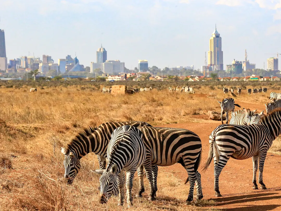 Kenia, Nairobi-Nationalpark, Zebras Zebras grasen in der Savanne mit der Skyline von Nairobi im Hintergrund. Nairobi-Nationalpark, Kenia.