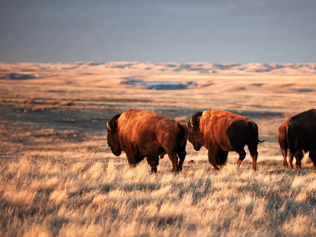 Bisons grasen in goldener Prärie am Abend. Elk Island, Alberta, Kanada.
