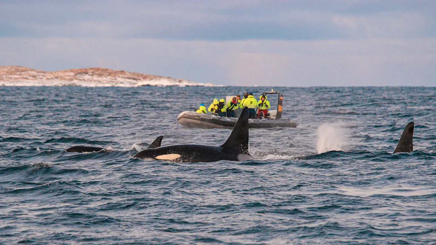 Norwegen, Tromsø, Walbeobachtung Orcas schwimmen nahe einem Boot mit Touristen in warmer Kleidung auf rauer See. Tromsø, Norwegen.