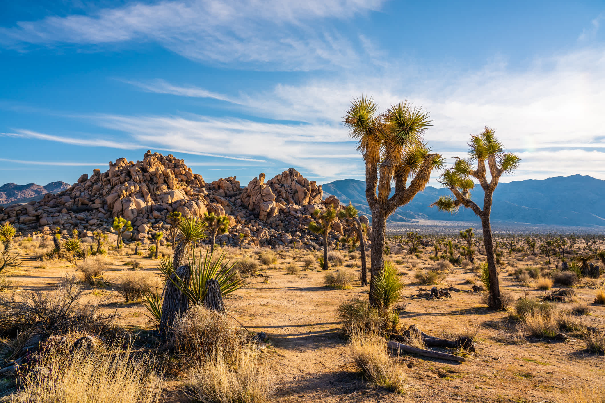 Joshua-Bäume in der Mojave-Wüste