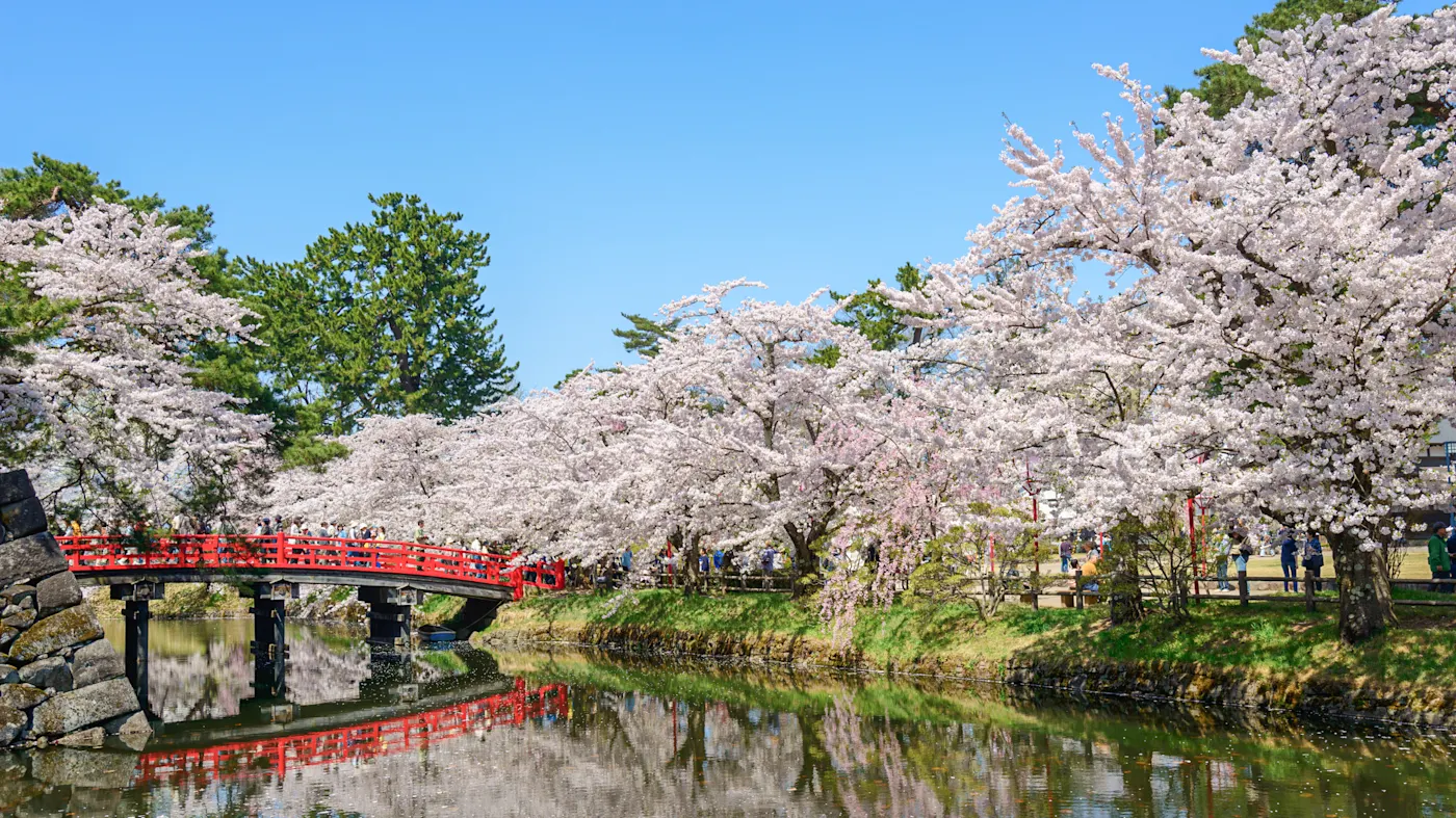 Japon, Aomori, Hirosaki Fleurs de cerisier avec un pont rouge dans le parc. Hirosaki, Aomori, Japon.