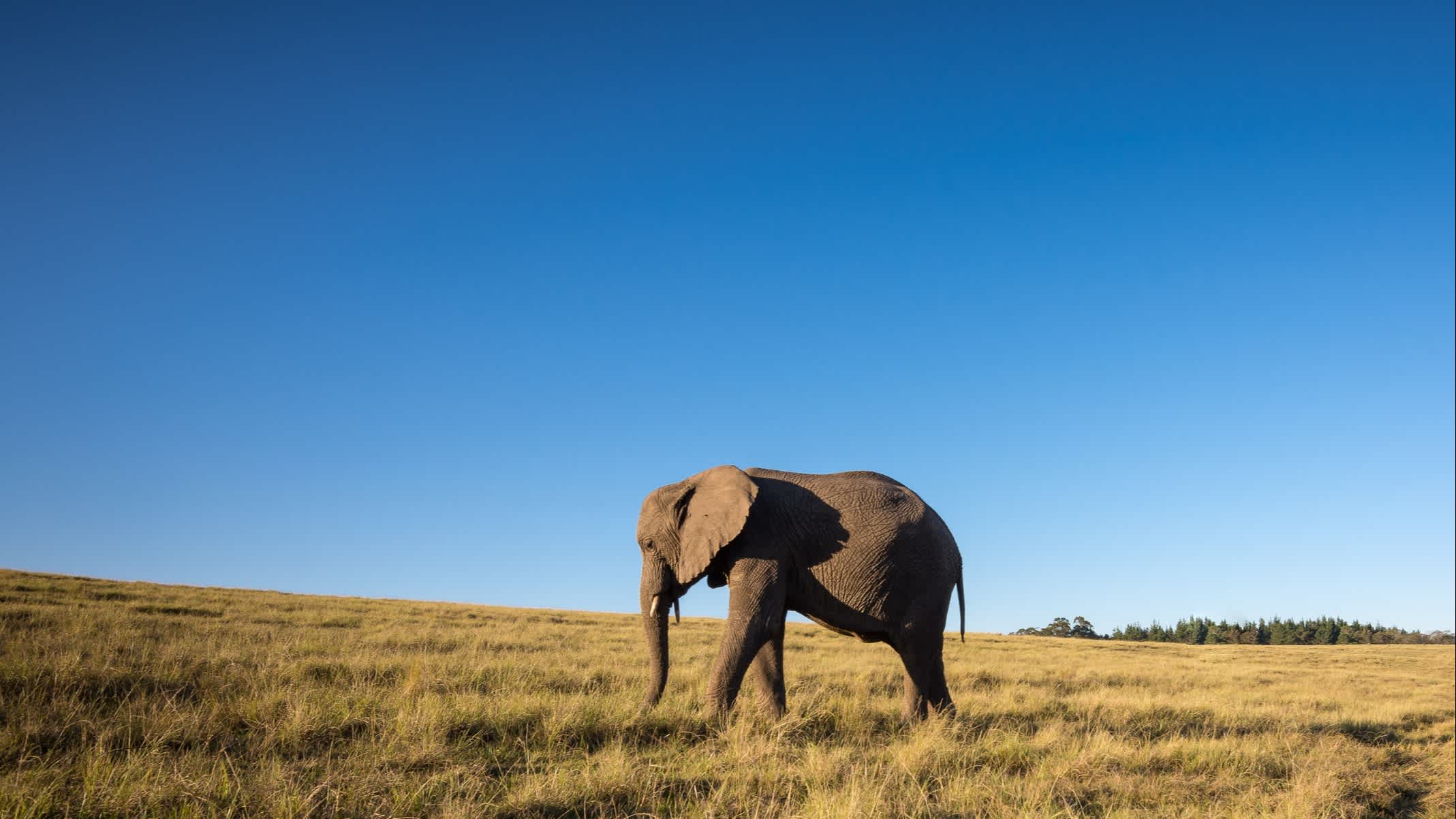 Ein Elefant in der Wildnis