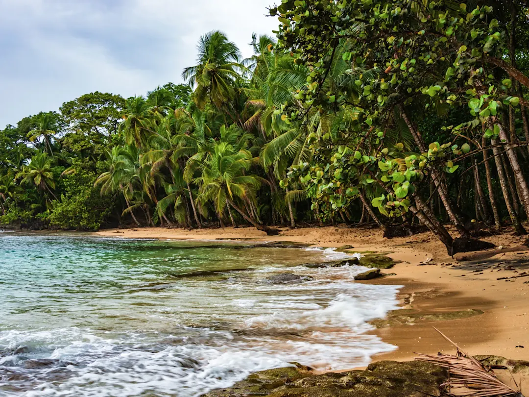 Palmenstrand mit sanften Wellen am Morgen. Cahuita, Limón, Costa Rica.
