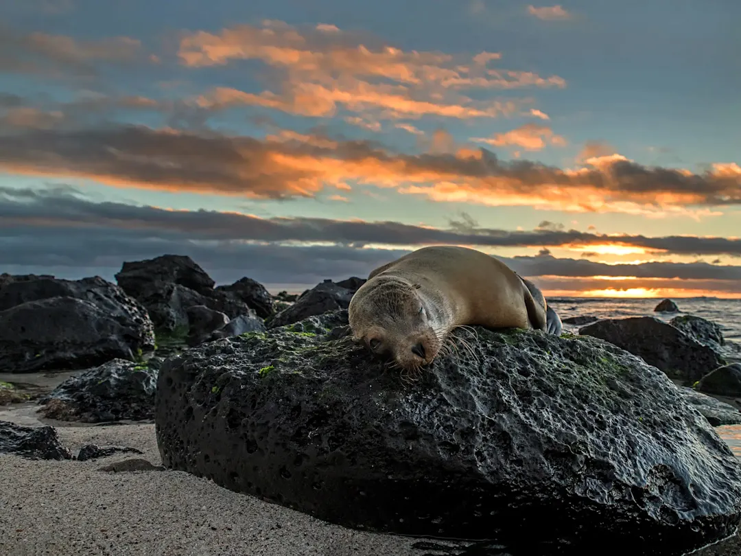 Seelöwe ruht auf Lavastein bei Sonnenuntergang. Puerto Ayora, Galápagos, Ecuador.