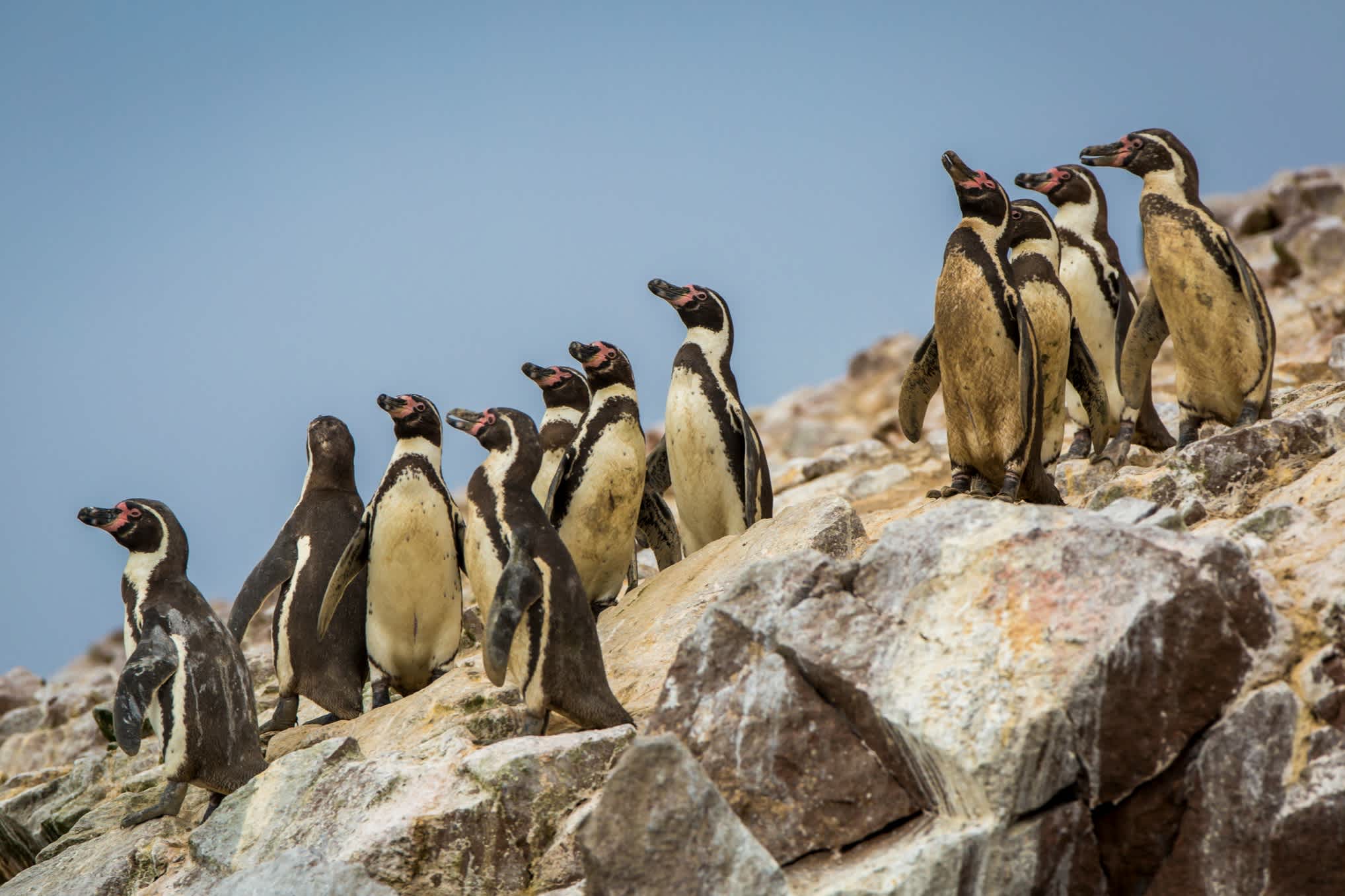 Pinguine auf den Ballestas-Inseln