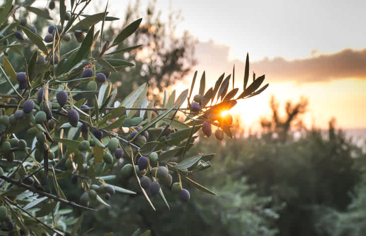 Geniet van de lokale olijfsoorten tijdens uw reis naar de Peloponnesos.