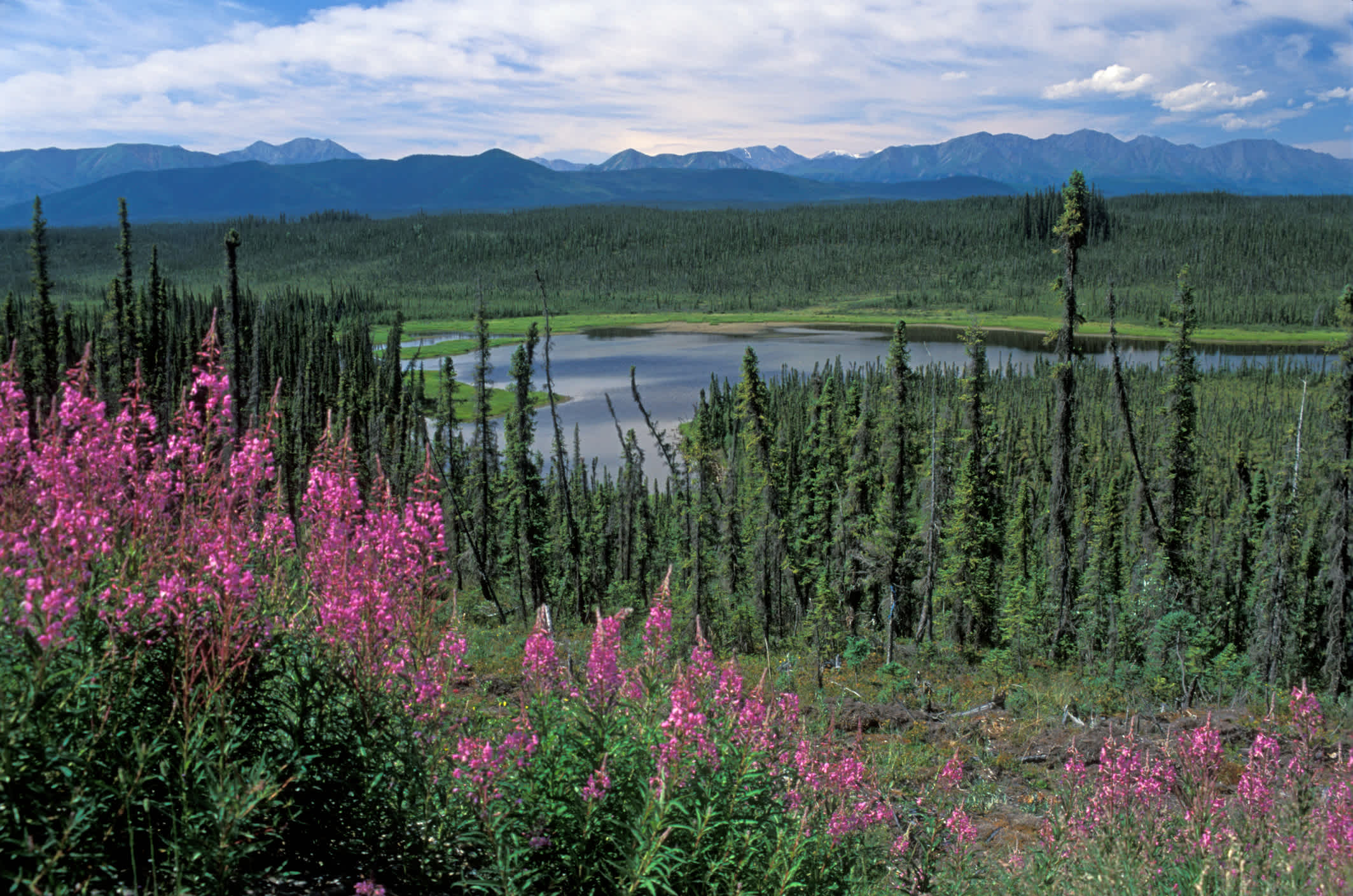 Beaver Creek im kanadischen Yukon-Territorium, nahe der Grenze zu Alaska. 