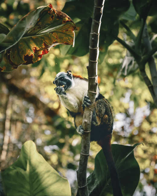 Un singe dans la jungle