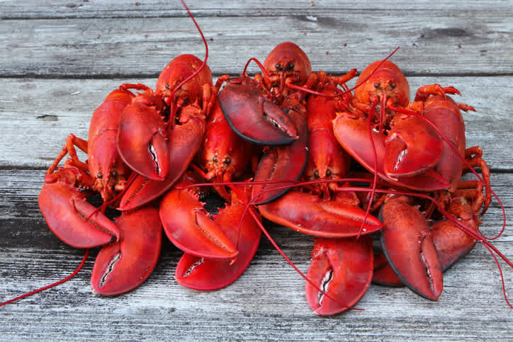 Dégustez une assiette de homards à la vapeur lors de votre séjour en Nouvelle-Écosse.