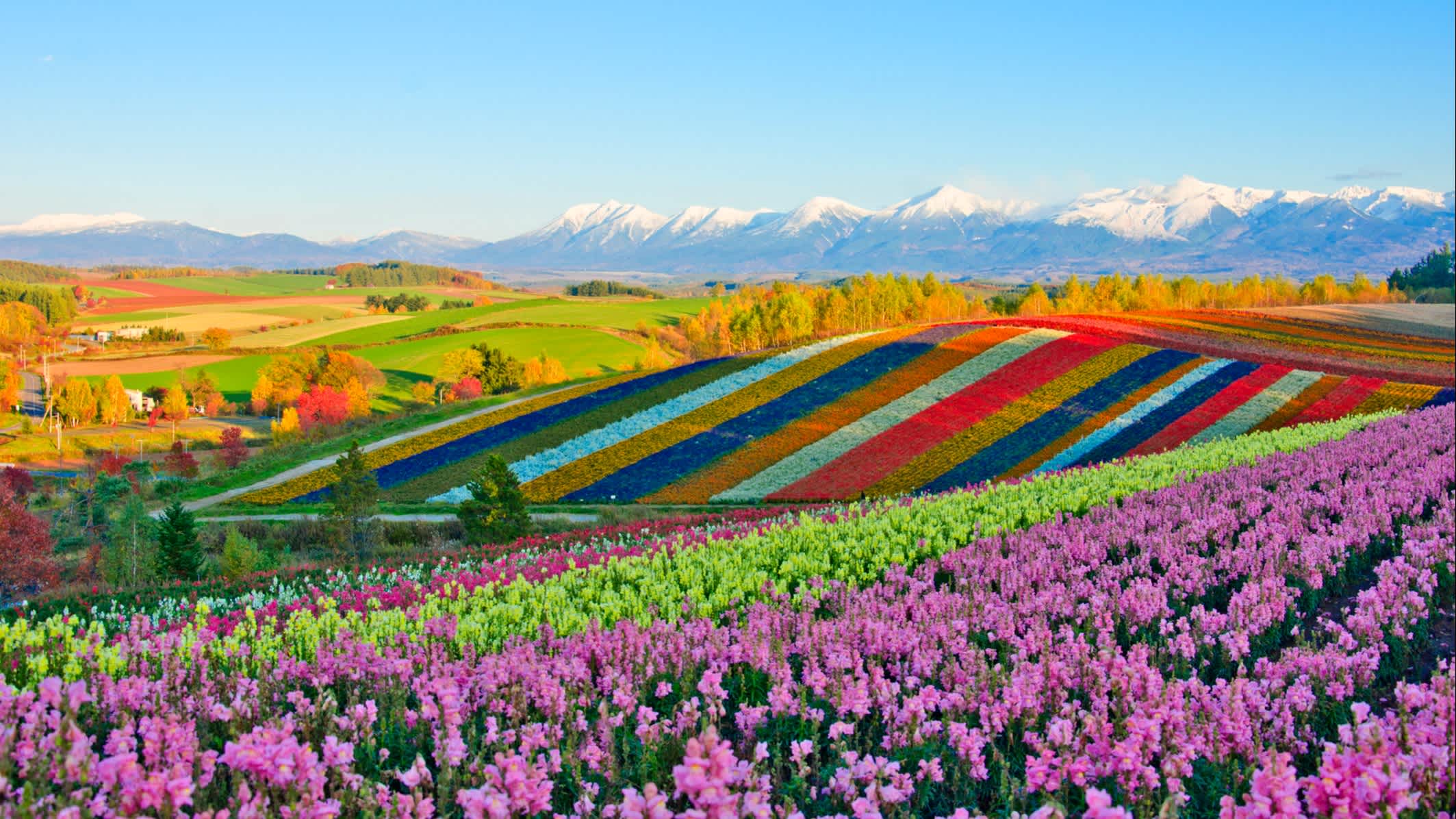 Panorama Blumengärten Shikisai-Hügel in Biei, Hokkaido, Japan.