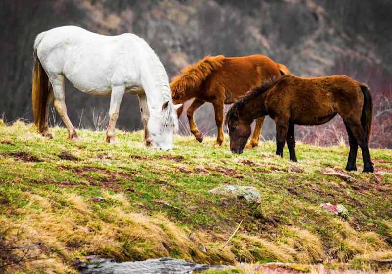 Highlands, Schottland, Vereinigtes Königreich Drei Wildpferde grasen auf einer grünen Wiese mit Bachlauf. Highlands, Schottland, Vereinigtes Königreich