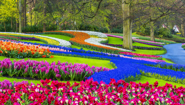 Der schöne Keukenhof-Park blüht in leuchtenden Farben. Entdecken Sie den Park und die Blumen während Ihrer Reise in die Niederlande zur Zeit des Blumenfestes.