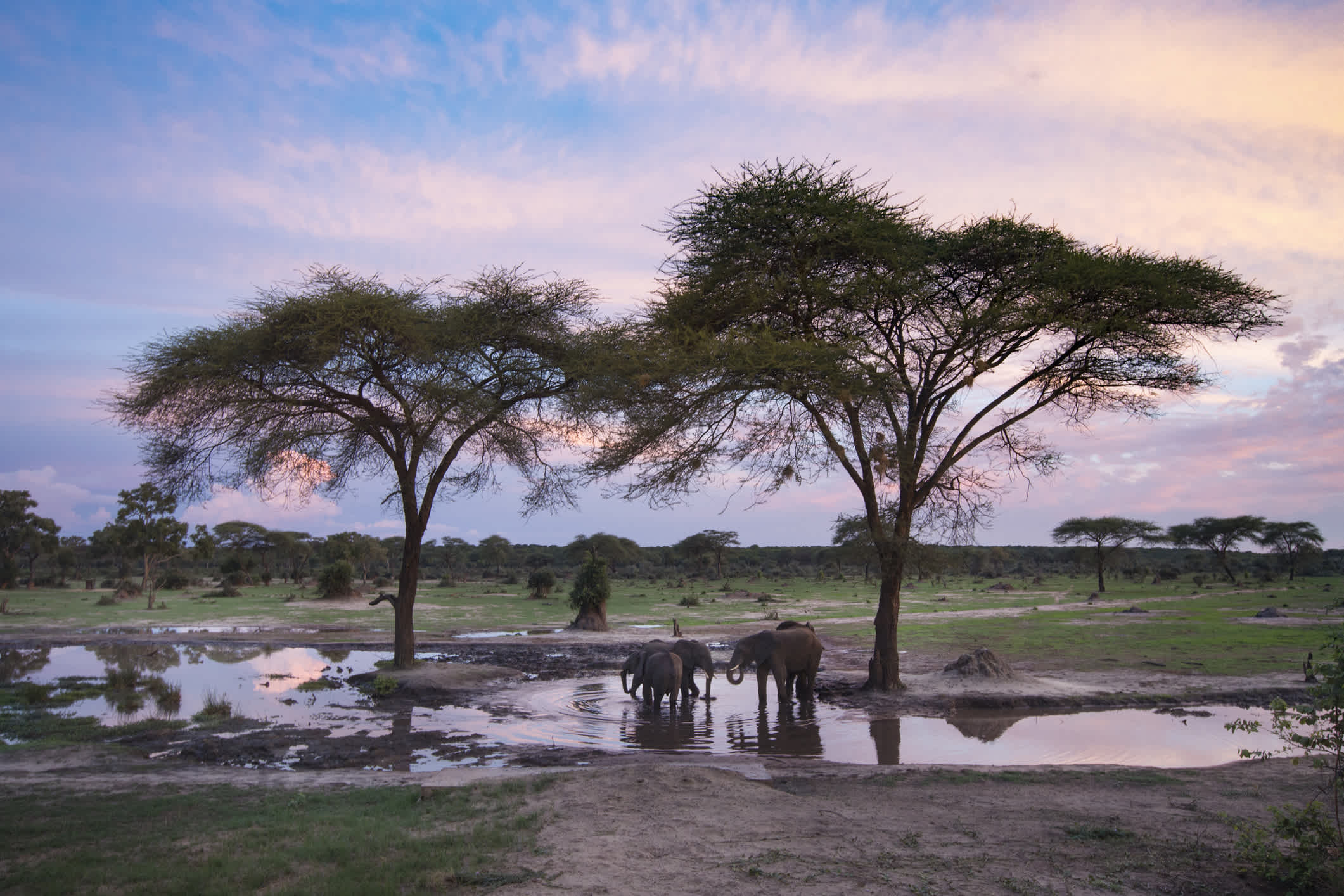Elefanten in Kasane in Botswana