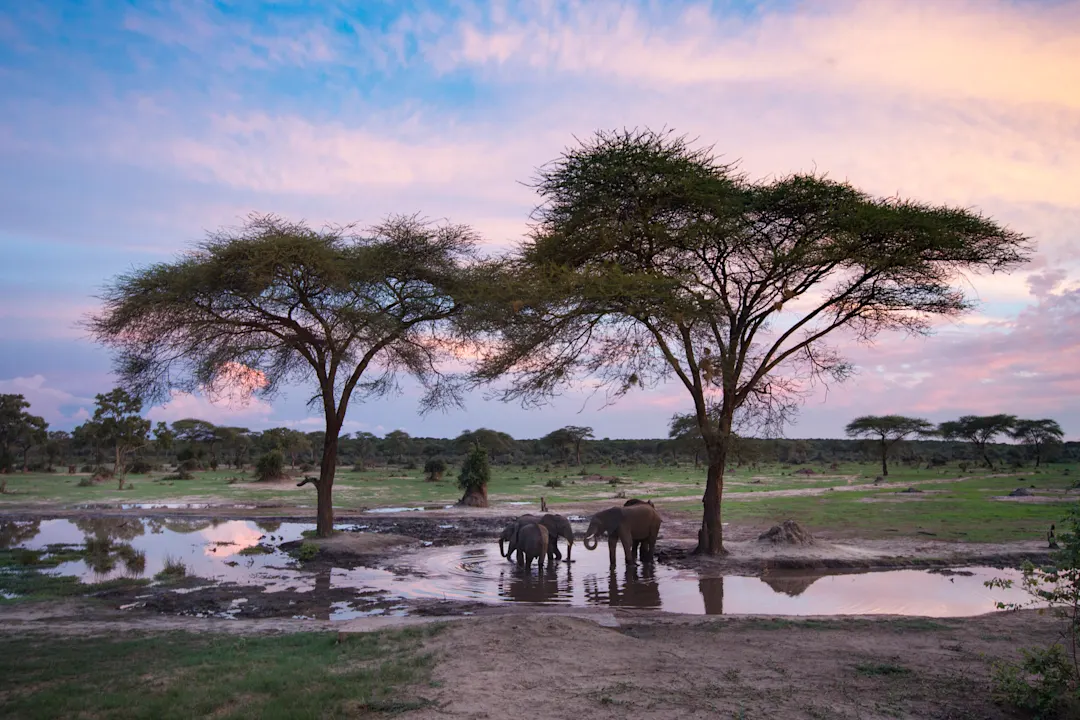 Afrika Botswana Kasane Elefanten in Kasane in Botswana