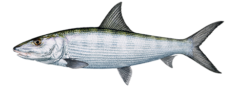 bonefish illustration