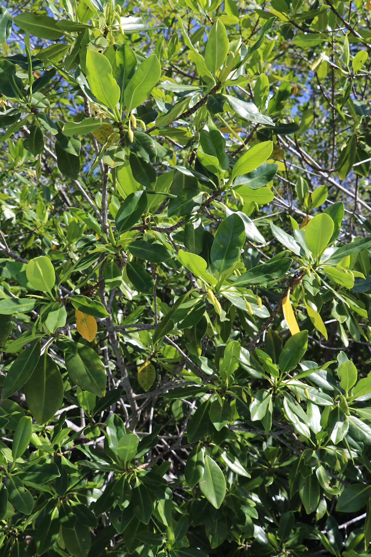 Mangroves in Belize