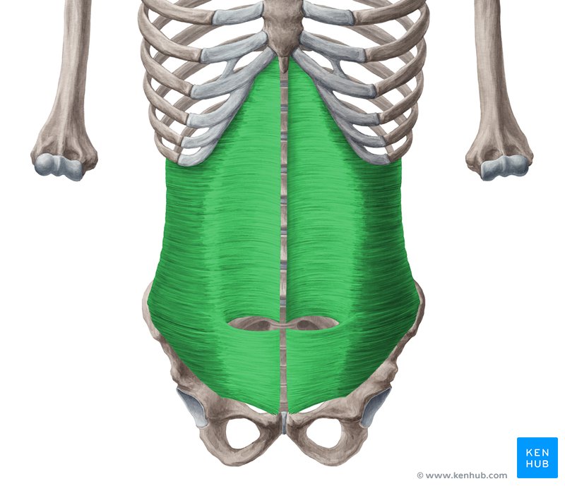 transverse abdominis