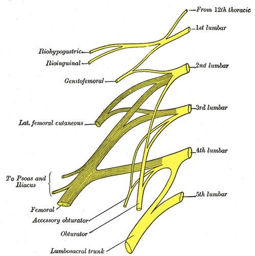 nervediagram