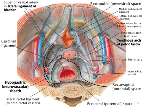 pelvic fascia