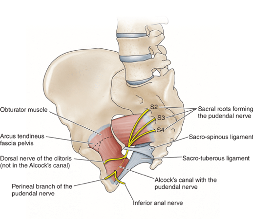 Pudendal Neuralgia