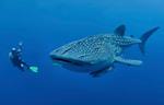 diving-with-whale-shark-philippines