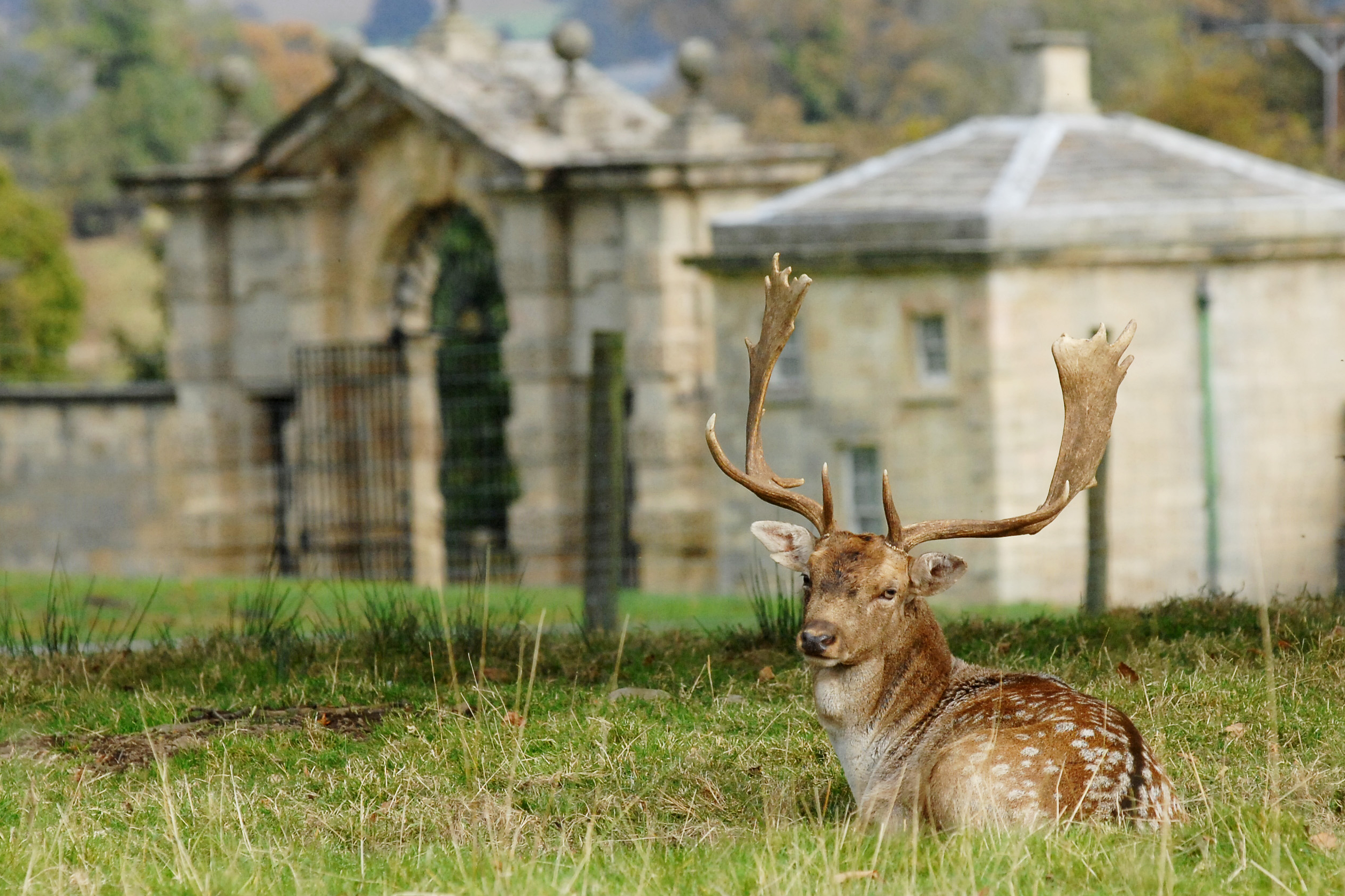 Buck At Gatehouse Swinton Park