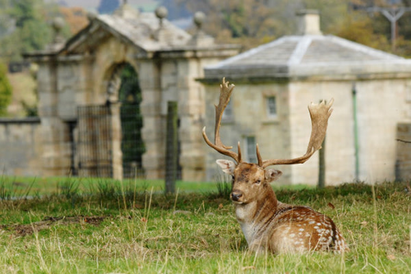 Swinton Park 1