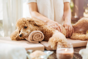 Puppy Love: The Spas Where Dogs Are Welcome Too!