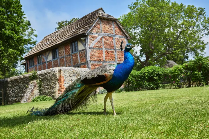 Bailiffscourt Resident Peacock