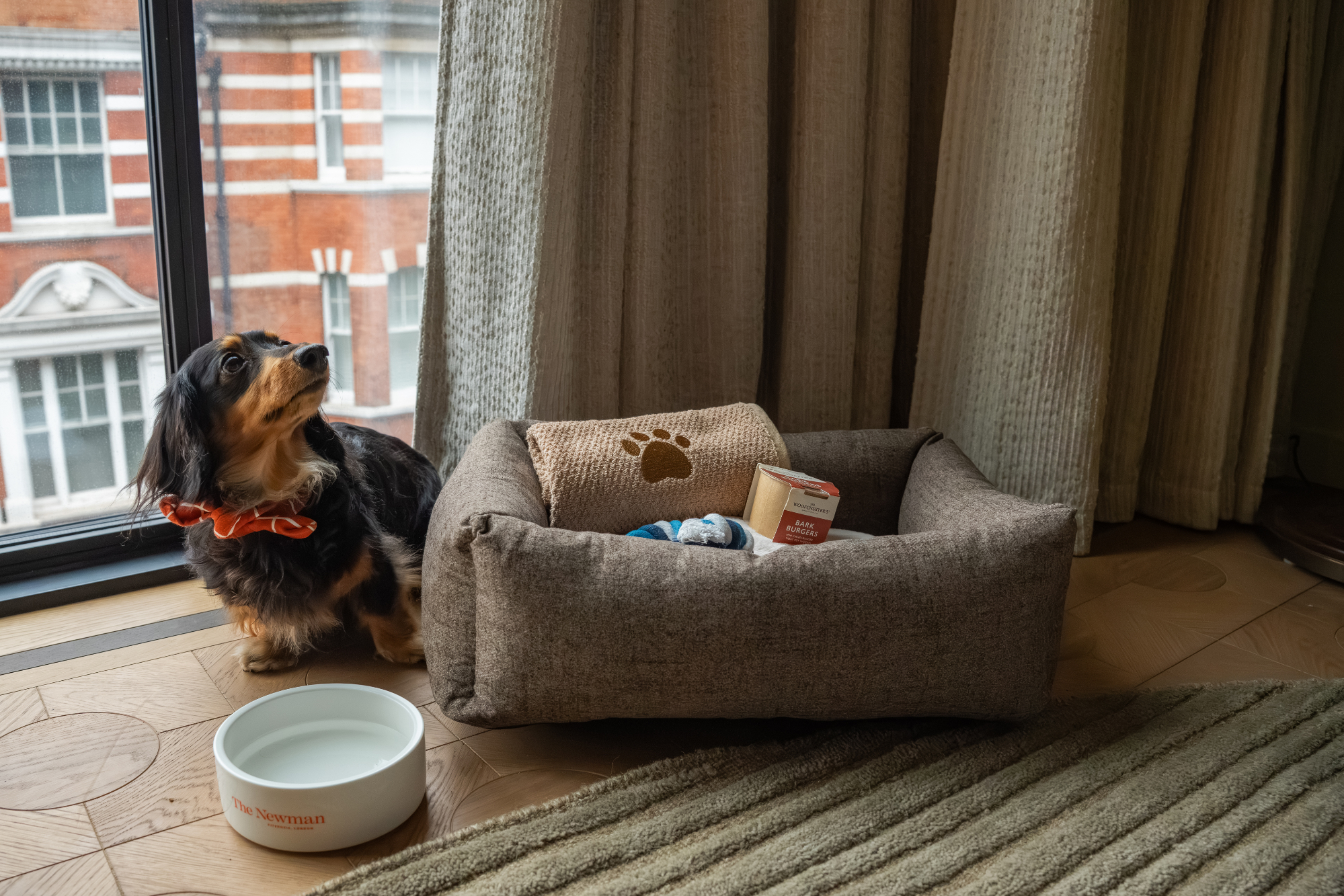 The Newman   Dog Friendly