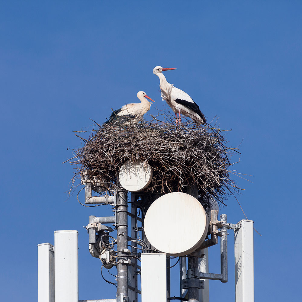 Stork nest with two adult storks on cell tower in front of a cloudless sky. What are the effects and burdens of the new mobile phone generation on animals, insects and plants? 