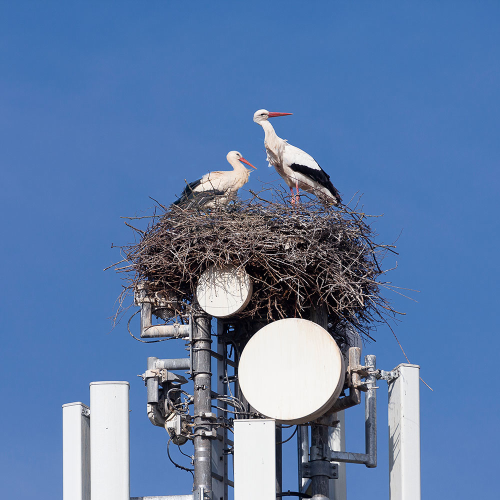 Storchennest mit zwei ausgewachsenen Störchen auf Mobilfunkmast vor wolkenlosem Himmel. Welche Auswirkungen und Belastungen hat die neue Mobilfunkgeneration auf Tiere, Insekten und Pflanzen? Viele wissenschaftliche Ergebnisse gibt es dazu noch nicht. 