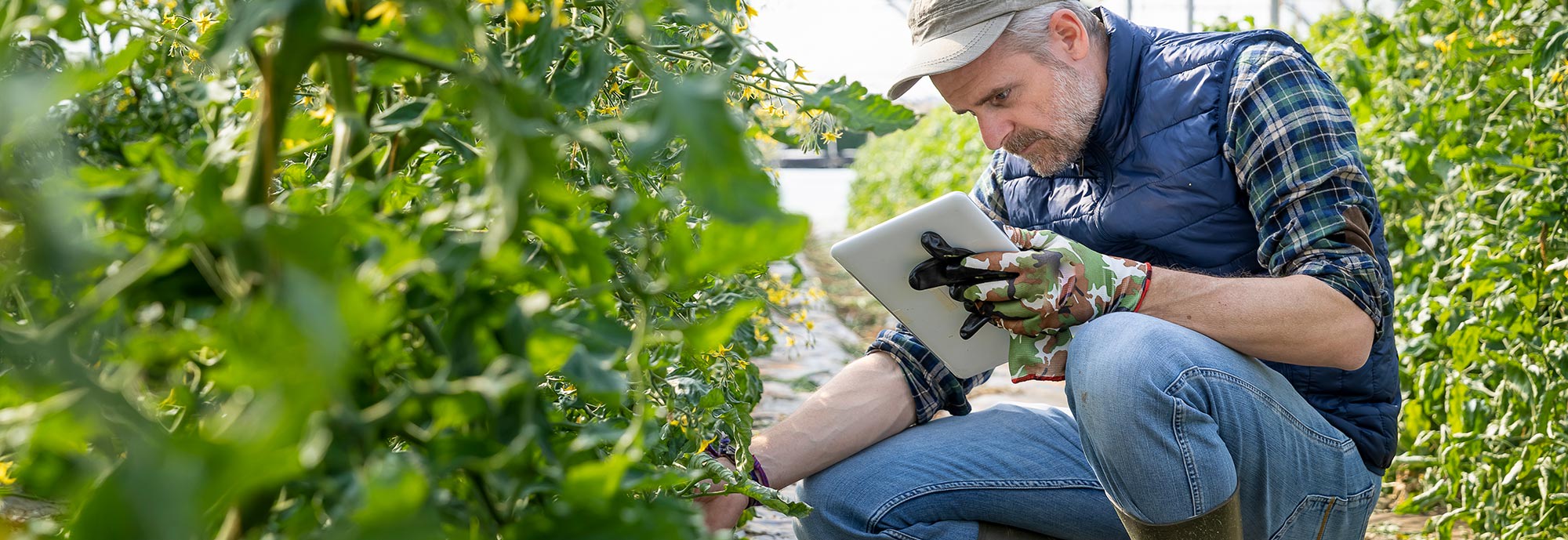 A man in rubber boots is holding a tablet and squats to check plants in a greenhouse. The 5G technology enables virtual tours of networked factories, driving digitalization forward.