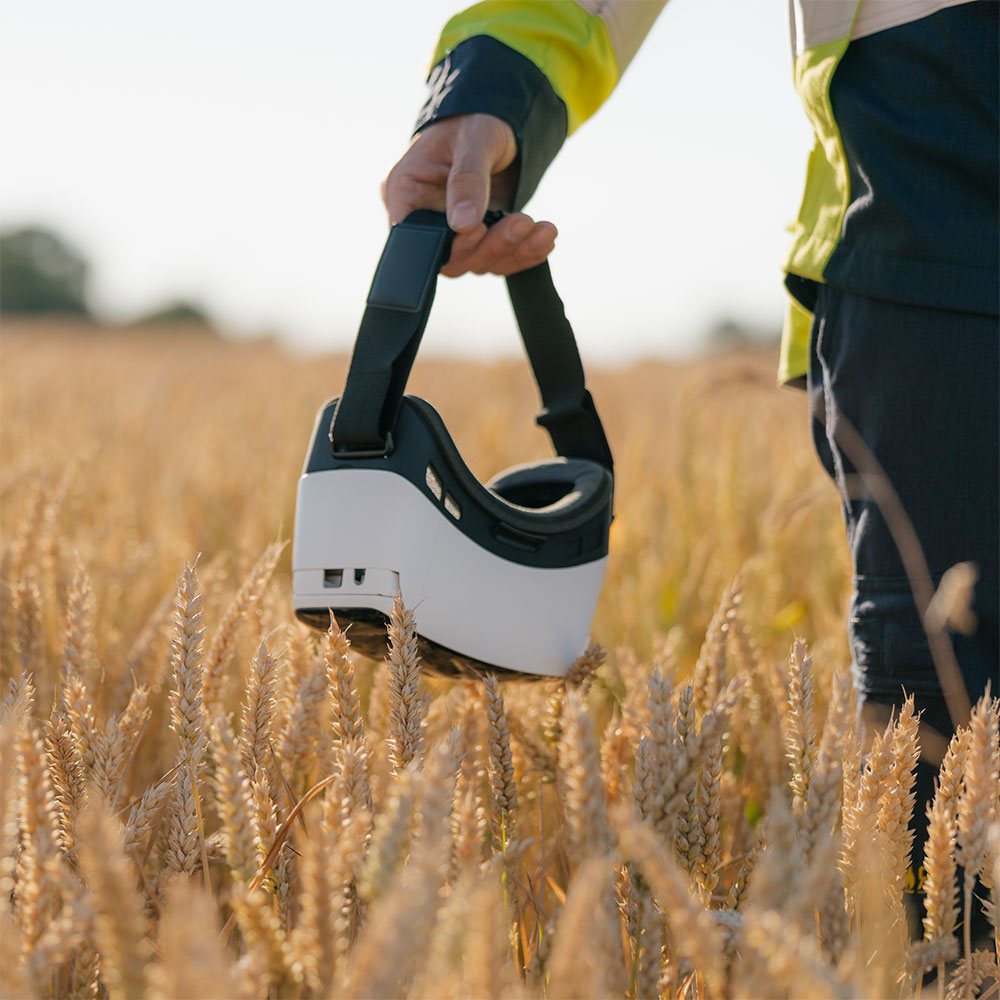 The hand of a farmer is wearing virtual reality glasses in a cornfield. With 5G and new technologies, farmers can manage their land more efficiently and control processes remotely.