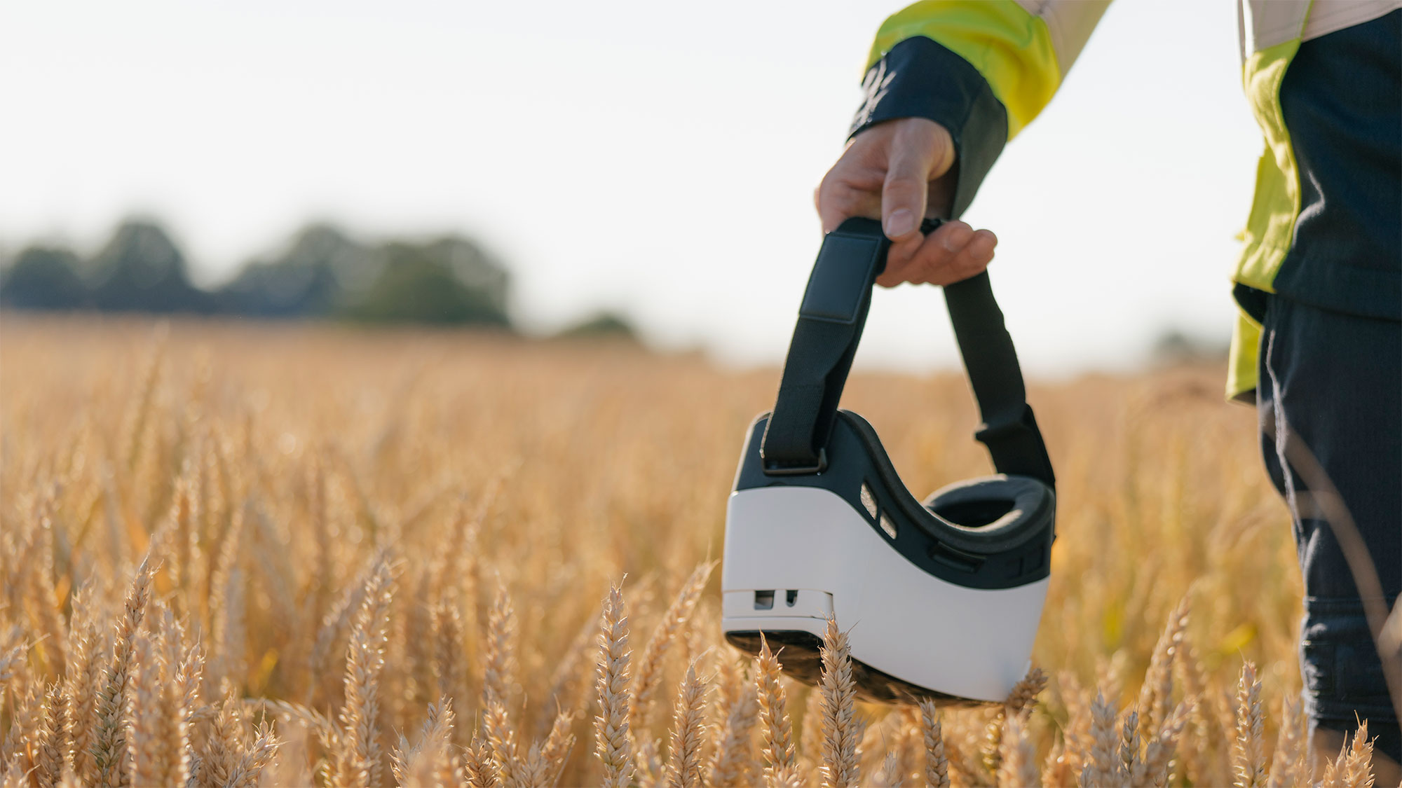 The hand of a farmer is wearing virtual reality glasses in a cornfield. With 5G and new technologies, farmers can manage their land more efficiently and control processes remotely.