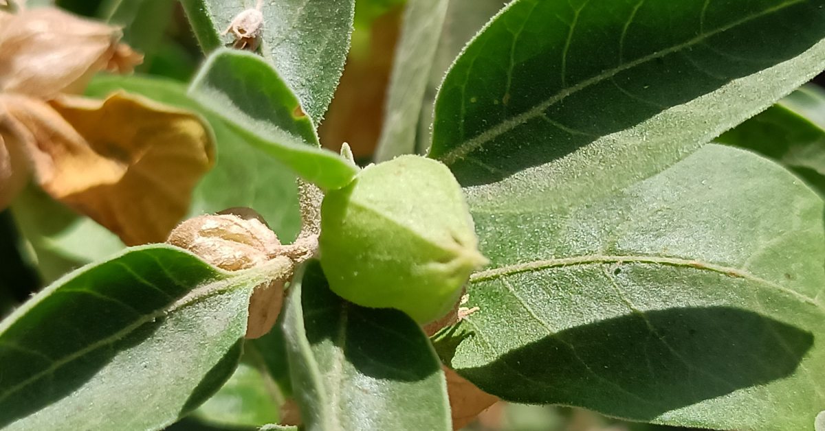 ashwagandha para que sirve