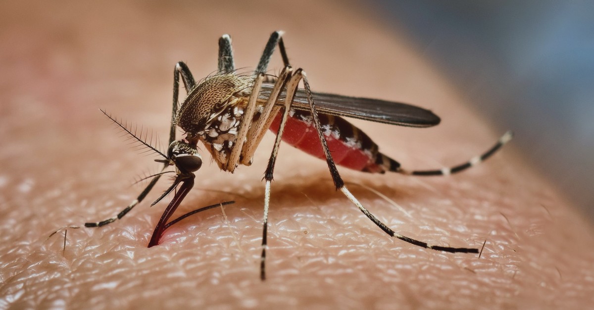 que es el dengue