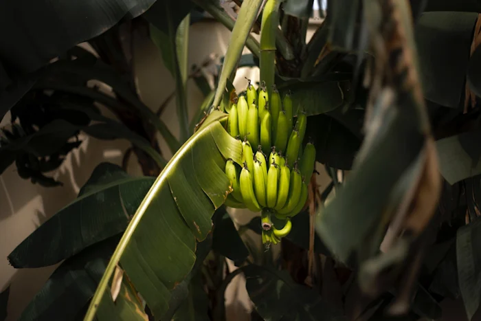 Bananas in the tree