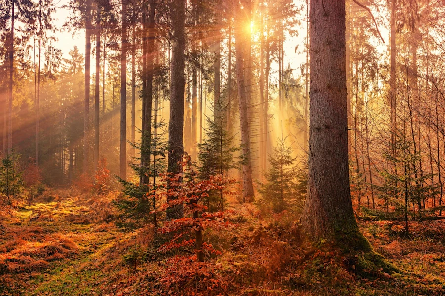 Trees in the fall